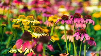 <i>Echinacea purpurea</i> (Purple coneflower)